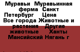 Муравьи, Муравьинная ферма. Санкт-Петербург. › Цена ­ 550 - Все города Животные и растения » Другие животные   . Ханты-Мансийский,Нягань г.